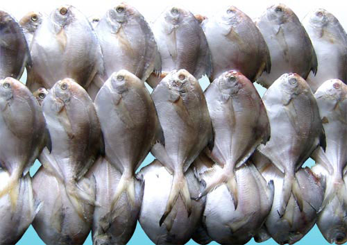 鲳鱼 新疆艾力克湖有机鱼