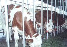 肉牛养殖技术规范 肉牛养殖新技术