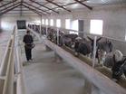 肉牛养殖技术如何养牛肉牛效益分析