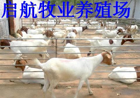 重庆波尔山羊养殖哪里有养殖场