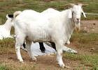 山东肉牛波尔山羊养殖场-肉牛种羊肉驴