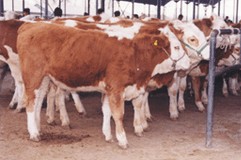 肉牛养殖最新补贴河南养殖业农村养殖肉牛业