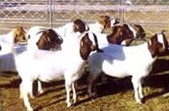 2009最新牛羊价格