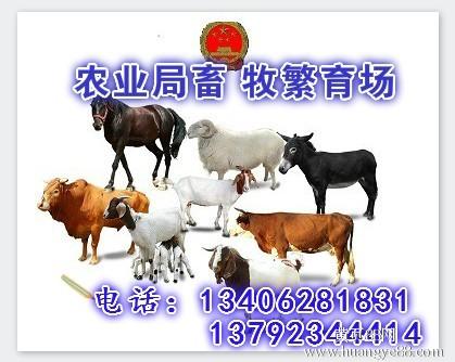 广东肉牛养殖场