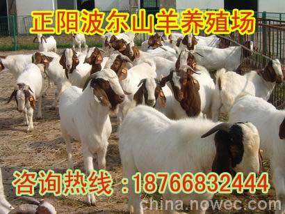 辽宁锦州波尔山羊养殖场