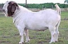 纯种波尔山羊-杂交波尔山羊-南非波尔山羊