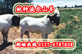 波尔山羊公羊的饲养 波尔山羊羔羊的饲养 波尔山羊母羊的饲养