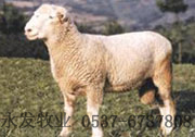 南非波尔山羊种羊小尾寒羊杜泊绵羊无角陶塞羊