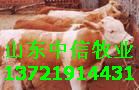 吉林通榆县肉牛养殖场 吉林延边朝鲜族自治州肉牛养殖场