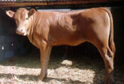 育肥肉牛犊改良肉羊波尔山羊西门塔尔牛