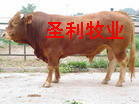 畜牧局推荐正规企业供育肥肉牛犊波尔羊