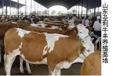 肉牛养殖 育肥牛犊 改良种公牛 怀孕母牛 品种肉牛