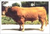 福建肉牛养殖-陕西肉牛养殖