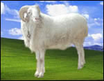 养殖业-羊 养羊 小尾寒羊养殖技术 养羊技术