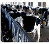 养殖-养牛养牛技术养牛效益养牛行情奶牛