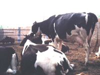奶牛场肉牛价格种牛养殖山东养牛场