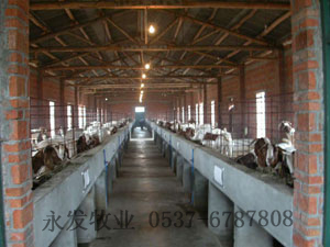 河北肉牛养殖基地肉牛养殖技术种羊
