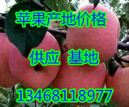山东红富士苹果市场价格