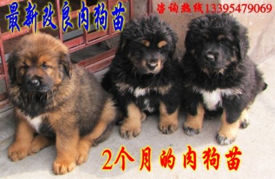 贵州夏季能养肉狗吗