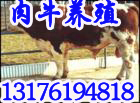 肉驴养殖肉牛养殖技术波尔山羊肉牛价格山东鲁西黄牛西门塔尔牛夏洛莱牛