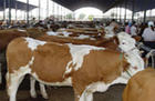 养牛方法养牛市场养牛基地养殖业发展前景