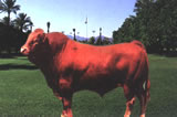 科学养牛奶牛品种黄牛品种选种育种饲养育肥肉牛繁殖营养饲料牛场建设牛场建设