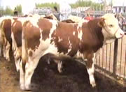 中国肉牛交易市场-西门塔尔改良肉牛