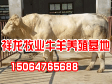 肉牛养殖技术 云南肉牛价格