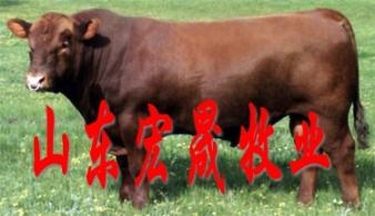 晋城肉牛养殖基地  西门塔尔牛肉牛