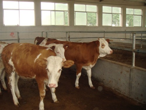 白银肉牛养殖基地  西门塔尔牛肉牛