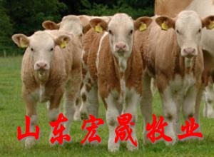 汉中肉牛养殖基地  西门塔尔牛肉牛