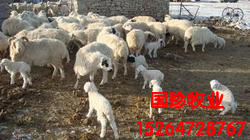 哪里有四川杂交肉羊新品种