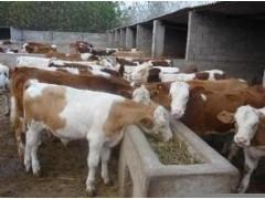 现在上海西门塔尔牛价格一头牛多少钱