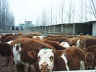 小牛犊价格-家宣小牛犊养殖行情如何-养牛犊成本