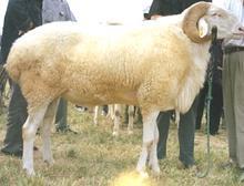 陕西米脂波尔山羊种羊价格小尾寒羊养殖