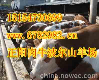 广西象州县肉牛养殖场-广西兴宾区肉牛养殖场