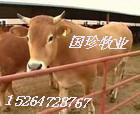 春节后全国肉牛牛肉价格变化