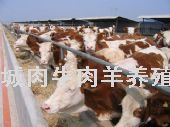 山西肉牛养殖场陕西肉牛养殖场新疆肉牛养殖场