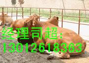 武汉适合饲养的牛种 武汉最大养牛基地 武汉肉牛养殖场
