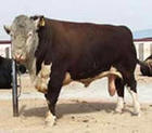 肉牛养殖项目河南肉牛养殖湖北肉牛 肉牛种羊波尔山羊价格牛羊养殖技术