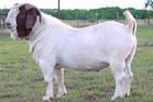 2008年12月肉牛价格养殖技术波尔山羊