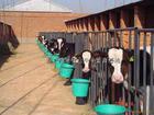 中国最大养牛场 养羊场 肉牛的养殖技术肉牛基地肉牛网