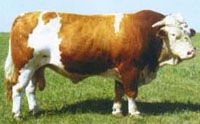 养牛-肉牛养殖效益 肉牛养殖利润 肉牛基地 肉牛价格