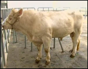 山东肉牛-肉牛养殖技术-肉牛市场
