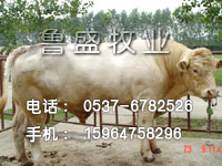 养牛成本核算养牛利润分析肉牛的饲养-肉牛饲养管理-肉牛的养殖