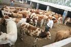 如何养牛怎样养肉牛养殖效益分析