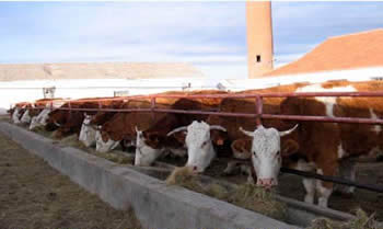 牛羊综合养殖场-肉牛养殖-肉羊养殖-波尔山羊-种公牛
