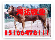 农业养殖产业化-肉牛犊鲁西黄牛西门塔尔牛夏洛莱肉牛利木赞肉牛改良肉牛杂交肉牛及奶牛种