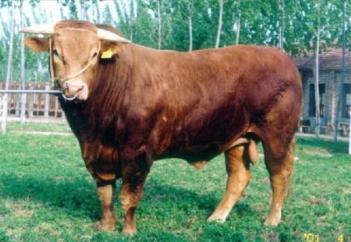 利木赞牛好养吗 养殖利木赞牛的效益怎么样