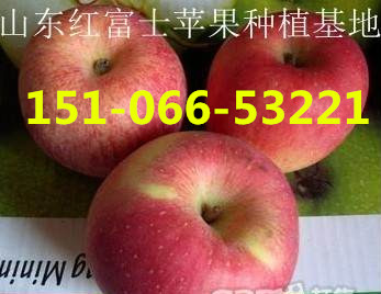 贵州红富士苹果批发价格哪里便宜口感甜